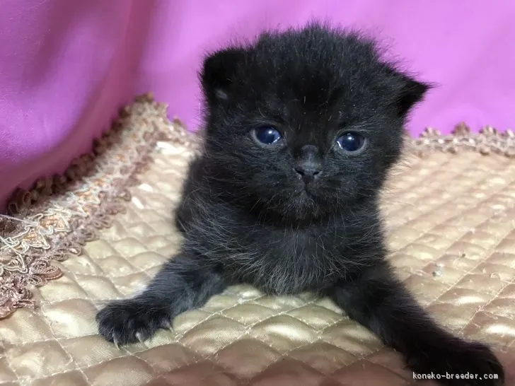 グズ 様のお迎えした子猫