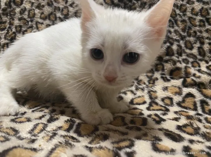 ID:2111-01323の子猫