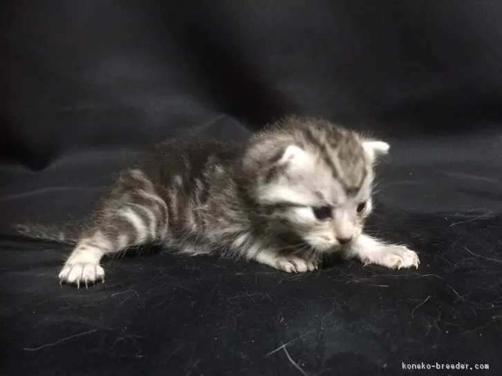 ノエル&レオン 様のお迎えした子猫