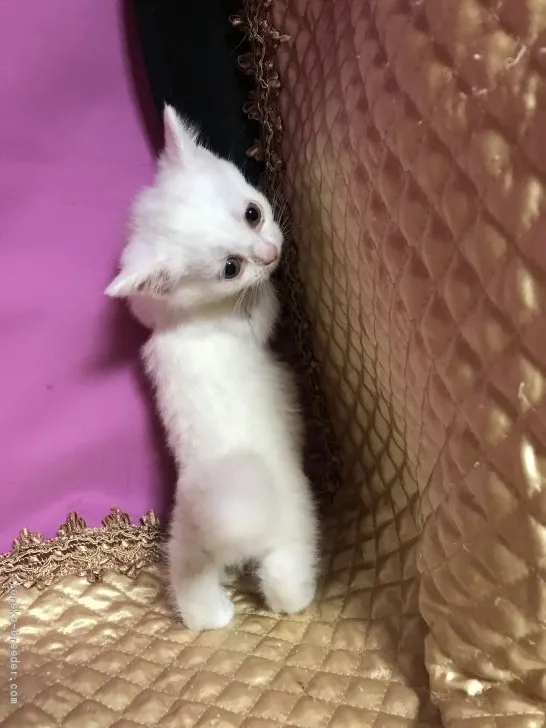 ID:1909-00912の子猫