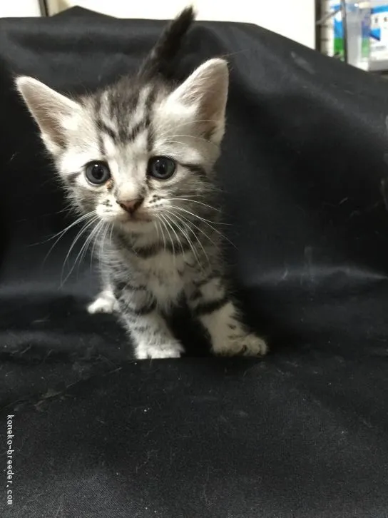 ID:1609-00165の子猫