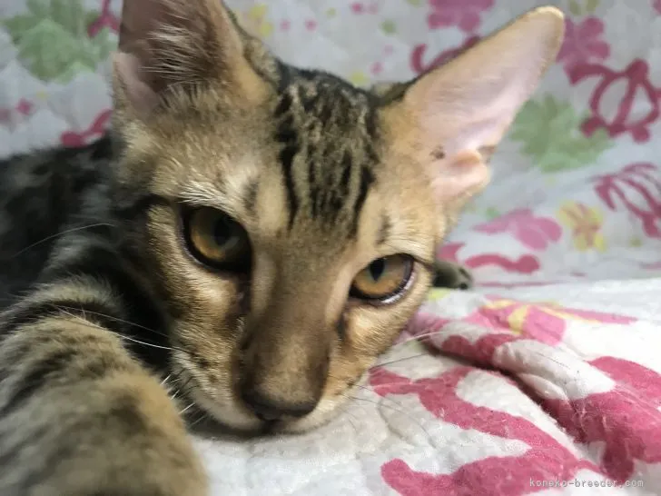 ゴンちゃん 様のお迎えした子猫