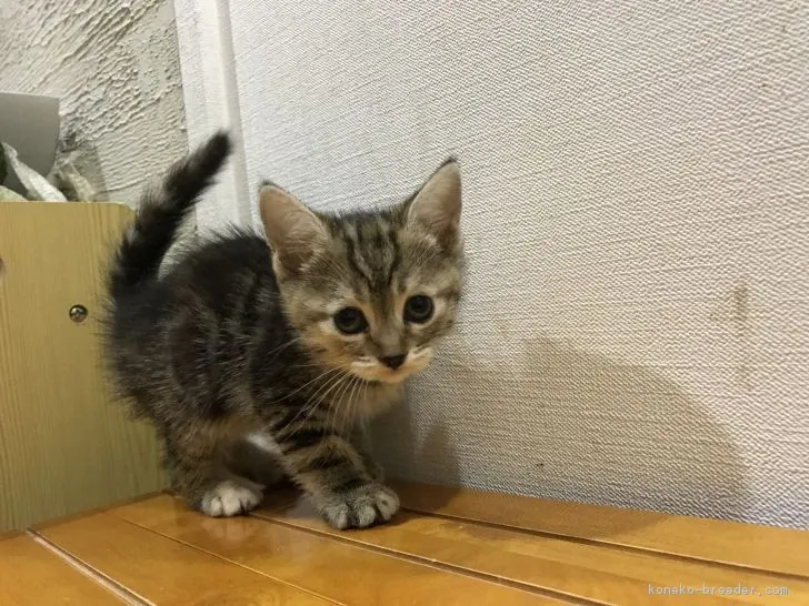 ま 様のお迎えした子猫