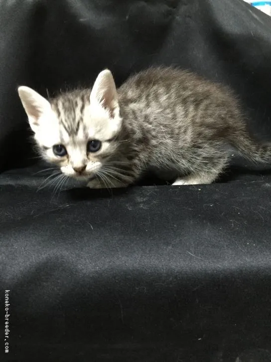 A 様のお迎えした子猫