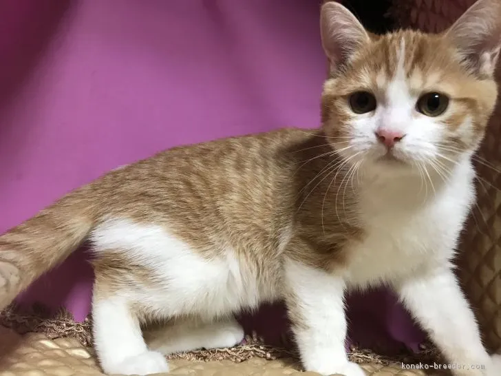 ID:1911-01557の子猫