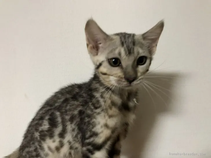 はむ 様のお迎えした子猫