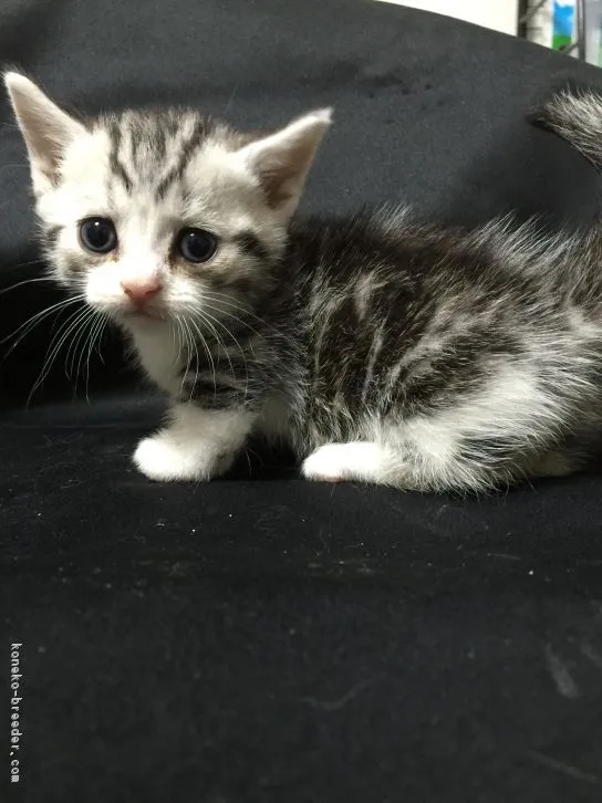 ID：1609-00177の子猫