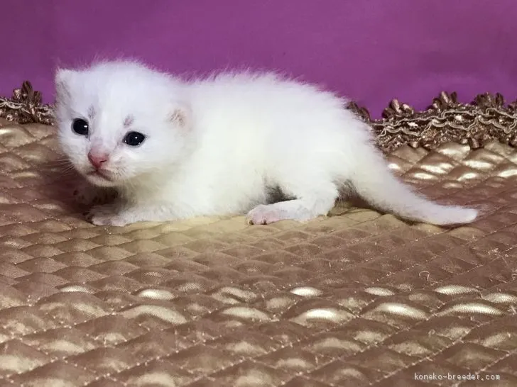 ID:1907-00123の子猫