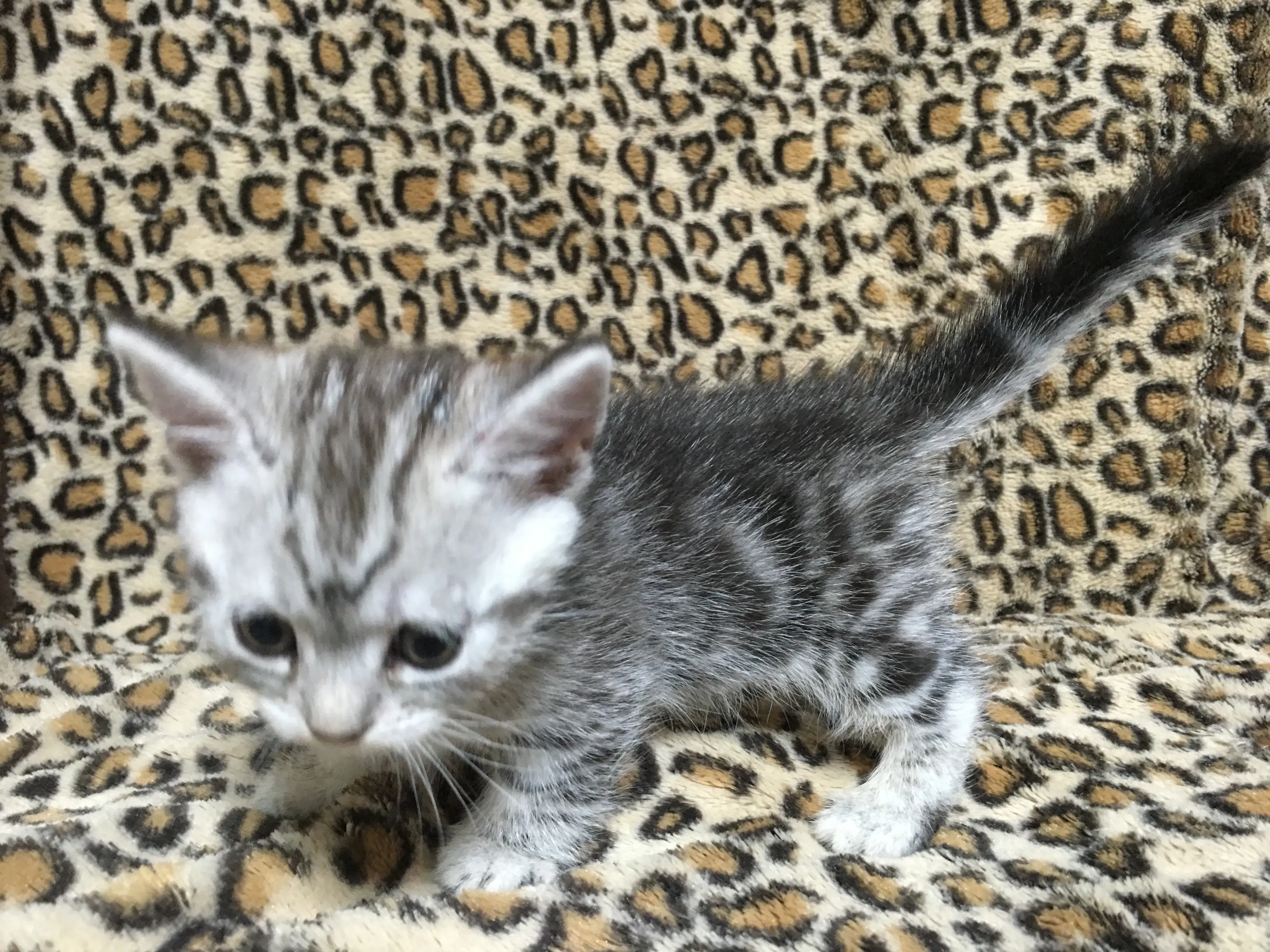 LOOP 様のお迎えした子猫