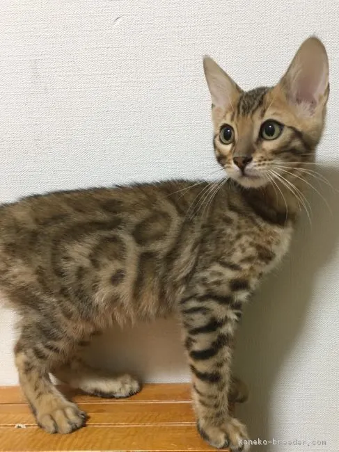 ID：1704-01127の子猫
