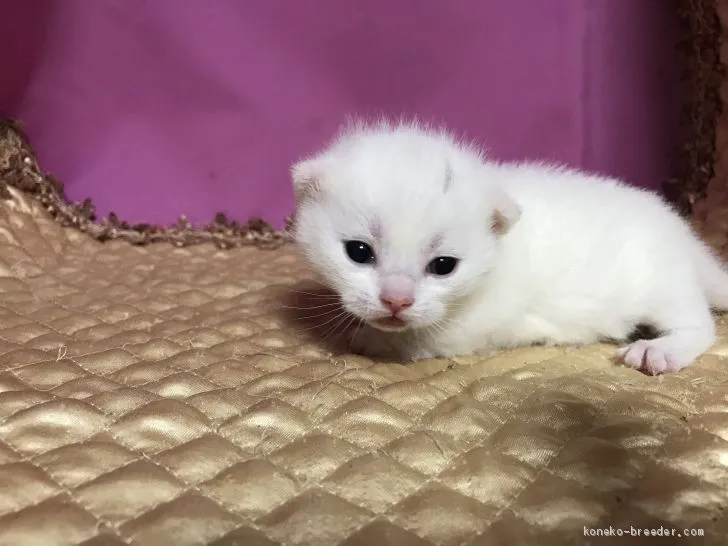 ik. 様のお迎えした子猫