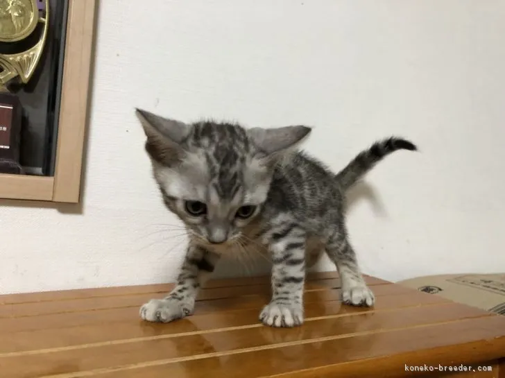 ジュン 様のお迎えした子猫