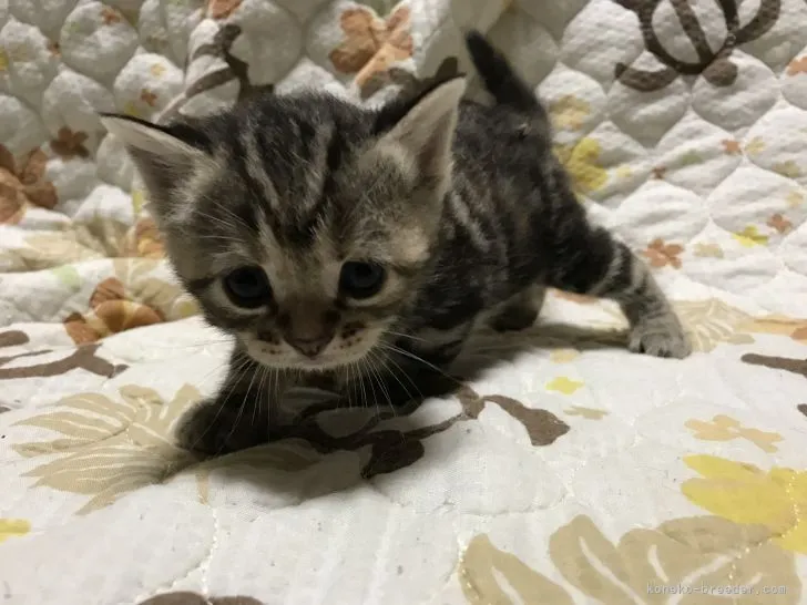 ID:2109-01933の子猫