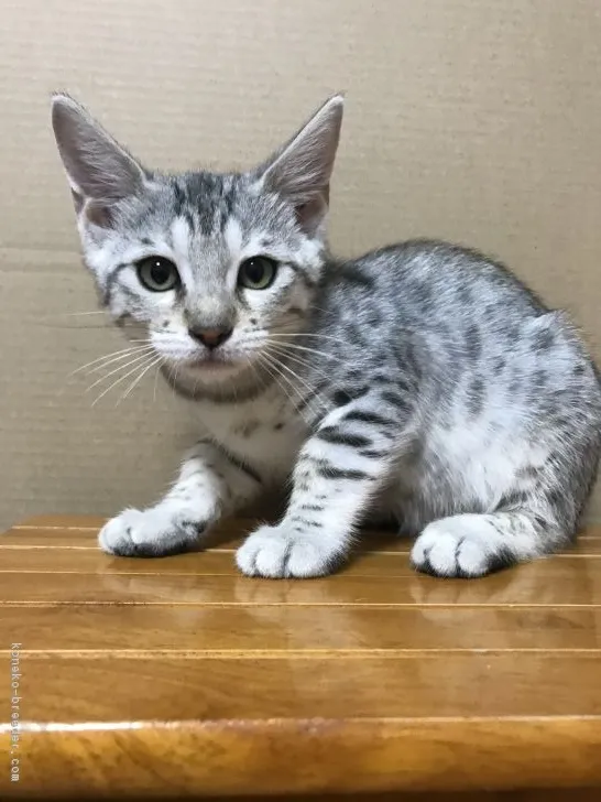 アクア 様のお迎えした子猫