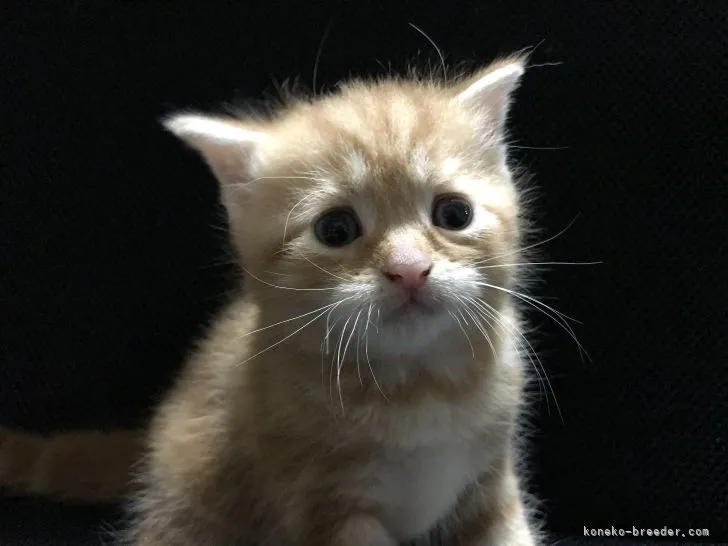 ID:2110-02353の子猫