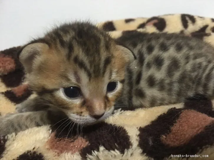 虎徹（コテツ）のママ 様のお迎えした子猫