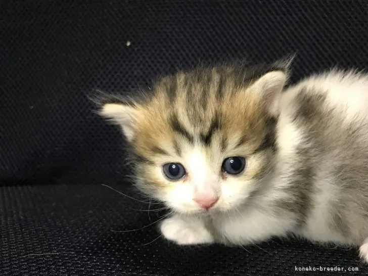 ID：2111-01324の子猫