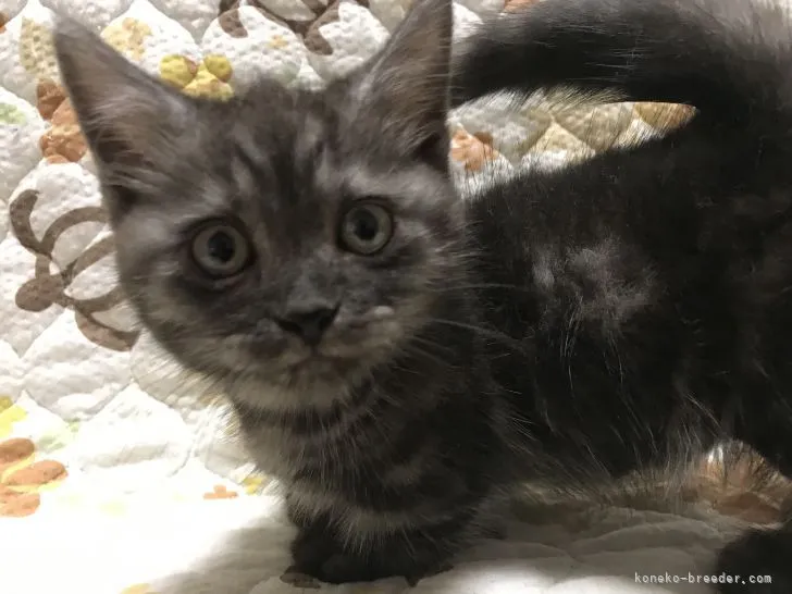 ID：2106-00826の子猫