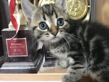 マンチカン【鳥取県・男の子・2017年11月14日・ブラウンタビー】の写真「足長♪1月3日までの期間限定販売‼︎」