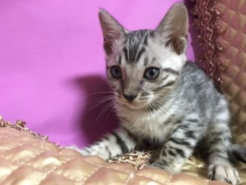 ベンガル【鳥取県・女の子・2019年6月14日・シルバースポテッドタビー】の写真「可愛いベンガル」