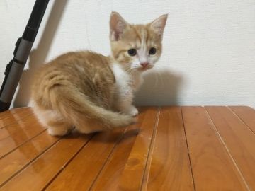 マンチカン【鳥取県・女の子・2017年8月14日・レッドタビー&ホワイト】の写真「可愛いマンチカン」