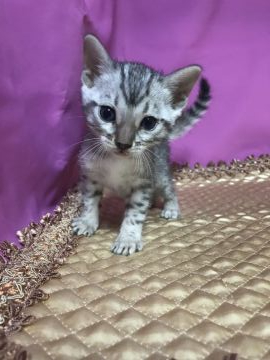 ベンガル【鳥取県・女の子・2019年6月14日・シルバースポテッドタビー】の写真「可愛いベンガル」