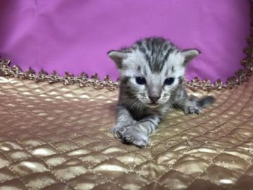 ベンガル【鳥取県・男の子・2019年6月14日・シルバースポテッドタビー】の写真「可愛いベンガル」