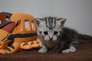 マンチカン【鳥取県・男の子・2016年3月5日・シルバータビー】の写真「足長だけどイケメン」