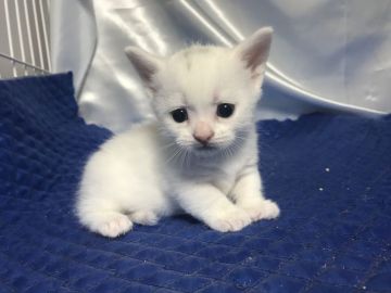 マンチカン(短足)【鳥取県・女の子・2019年5月4日・ホワイト】の写真「とても可愛いマンチカンです‼️」
