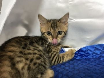 ベンガル【鳥取県・女の子・2018年11月26日・ブラウンスポテッドタビー】の写真「可愛いベンガル」