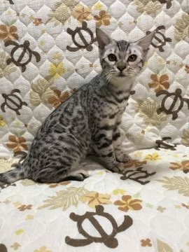 ベンガル【鳥取県・女の子・2021年4月27日・シルバースポテッドタビー(ロゼット)】の写真「可愛いベンガル」