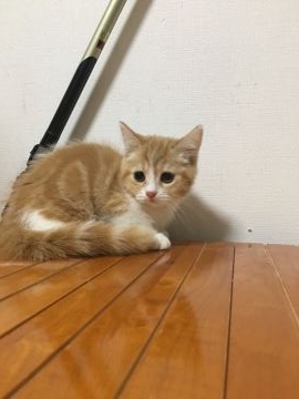 マンチカン【鳥取県・女の子・2017年7月8日・レッドタビー&ホワイト】の写真「可愛いマンチカン」