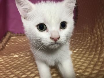 マンチカン(長足)【鳥取県・女の子・2019年5月4日・ホワイト】の写真「とても可愛いマンチカンです‼️」