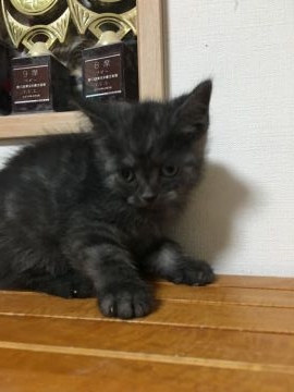 マンチカン【鳥取県・男の子・2017年6月10日・ブラックスモーク】の写真「可愛いマンチカン」