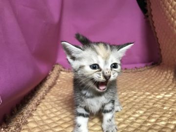 マンチカン(長足)【鳥取県・女の子・2020年5月26日・シルバーパッチドタビー】の写真「可愛いマンチカン」