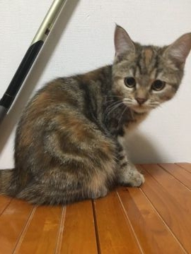マンチカン【鳥取県・女の子・2017年6月10日・ブラウンタビー】の写真「可愛いマンチカン」