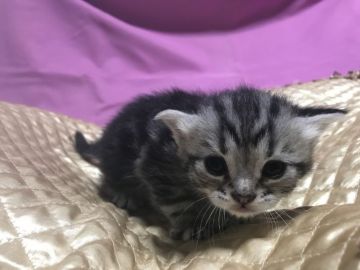 マンチカン(長足)【鳥取県・女の子・2019年4月10日・シルバータビー】の写真「とても可愛いマンチカンです‼️」
