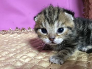 マンチカン(長足)【鳥取県・女の子・2020年11月22日・ブラウンタビー】の写真「可愛いマンチカン」