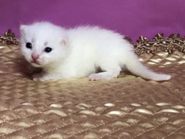 マンチカン(長足)【鳥取県・男の子・2019年6月19日・ホワイト】の写真「とても可愛いマンチカンです‼️」