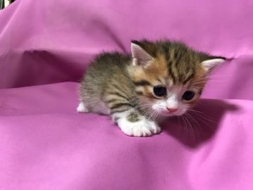 マンチカン【鳥取県・男の子・2016年10月26日・ブラウンマッカレルタビー&ホワイト】の写真「」