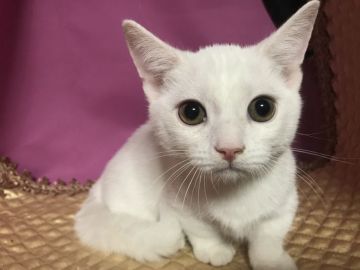 マンチカン(短足)【鳥取県・男の子・2019年10月15日・ホワイト】の写真「超短足のとても愛いマンチカン」