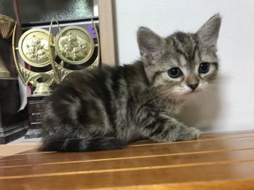 マンチカン【鳥取県・女の子・2017年11月10日・ブラウンパッチドタビー】の写真「足長♪終了間近‼︎1月3日までの期間限定販売‼︎」