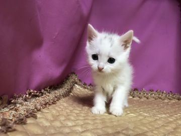 マンチカン(長足)【鳥取県・女の子・2020年9月10日・ホワイト】の写真「可愛いマンチカン」