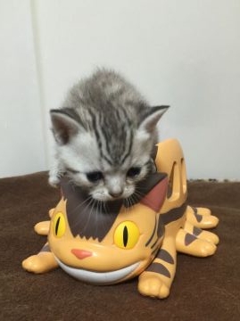 マンチカン【鳥取県・男の子・2016年3月5日・シルバータビー】の写真「」