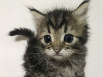 マンチカン【鳥取県・男の子・2017年11月14日・ブラウンタビー】の写真「足長♪1月3日までの期間限定販売‼︎」