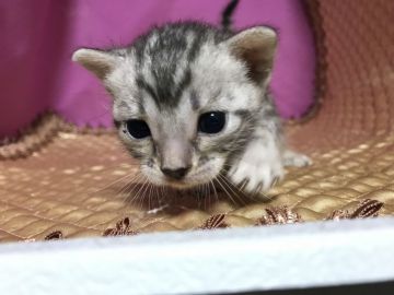 ベンガル【鳥取県・女の子・2019年6月14日・シルバースポテッドタビー】の写真「可愛いベンガル」