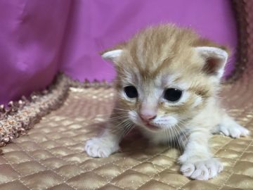 マンチカン(長足)【鳥取県・男の子・2019年7月5日・レッドタビー】の写真「とても可愛いマンチカンです‼️」