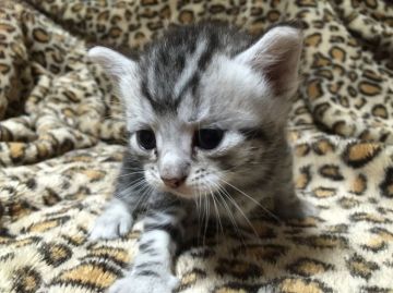 マンチカン【鳥取県・男の子・2015年8月16日・シルバータビー】の写真「」