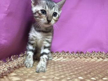 ベンガル【鳥取県・女の子・2019年6月14日・シルバースポテッドタビー】の写真「可愛いベンガル」