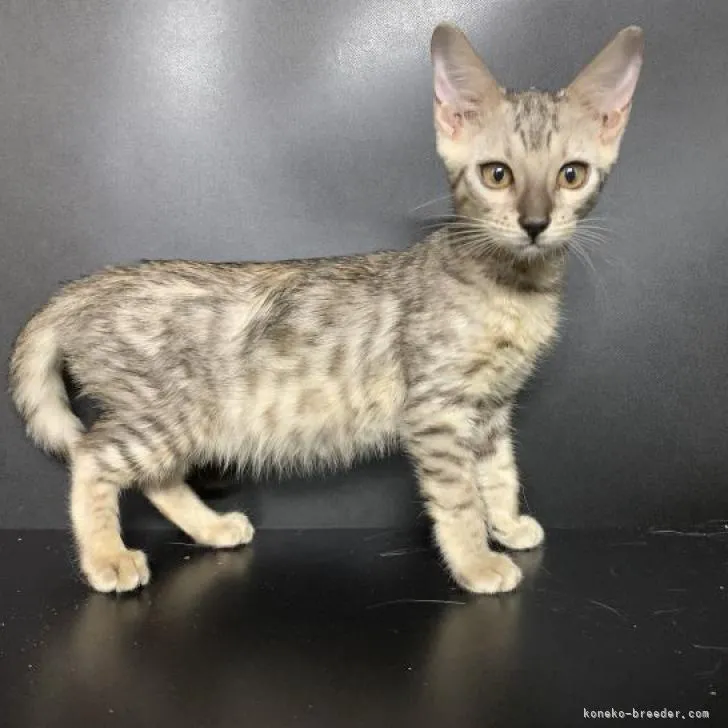 ID:2206-01898の子猫